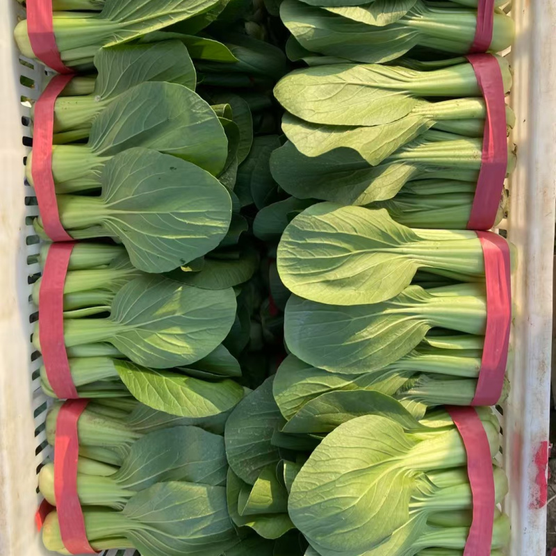 绿优518青梗菜种子大叶片不易拔节抗高温耐热夏秋上海青种