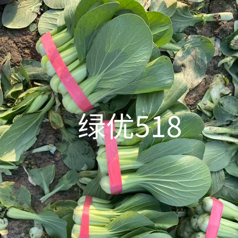 绿优518青梗菜种子大叶片不易拔节抗高温耐热夏秋上海青种
