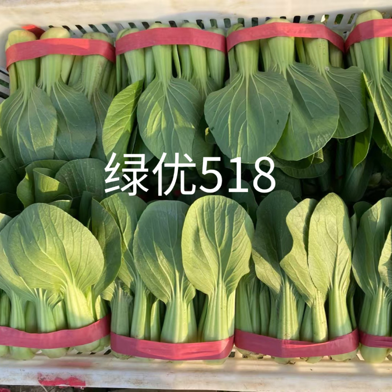 绿优518青梗菜种子大叶片不易拔节抗高温耐热夏秋上海青种
