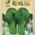 绿优518青梗菜种子大叶片不易拔节抗高温耐热夏秋上海青种