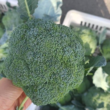 精品西兰花大量供应，全国发货，品质保证，可视频看货，量大