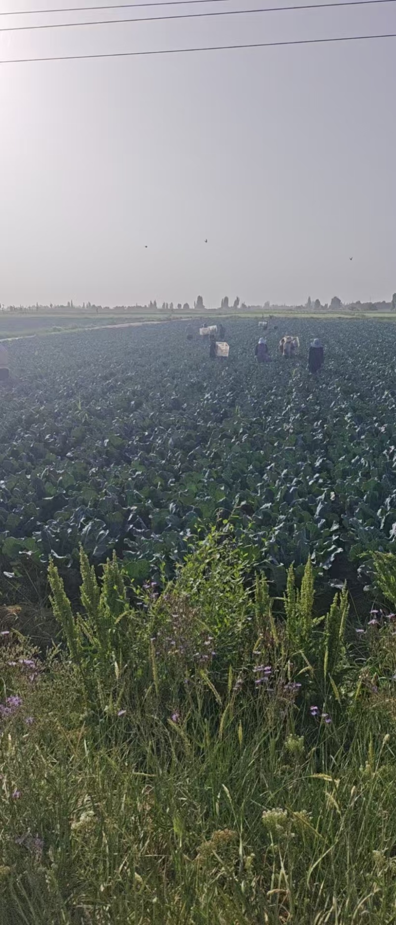 精品西兰花大量供应，全国发货，品质保证，可视频看货，量大