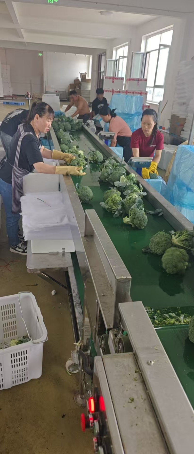 精品西兰花大量供应，全国发货，品质保证，可视频看货，量大