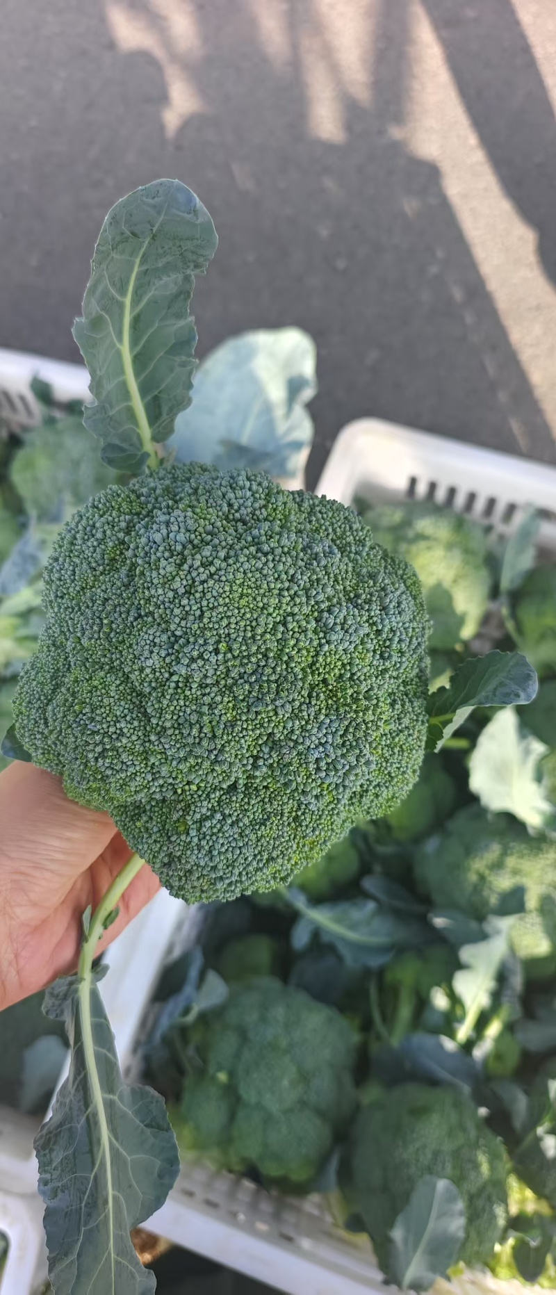 精品西兰花大量供应，全国发货，品质保证，可视频看货，量大