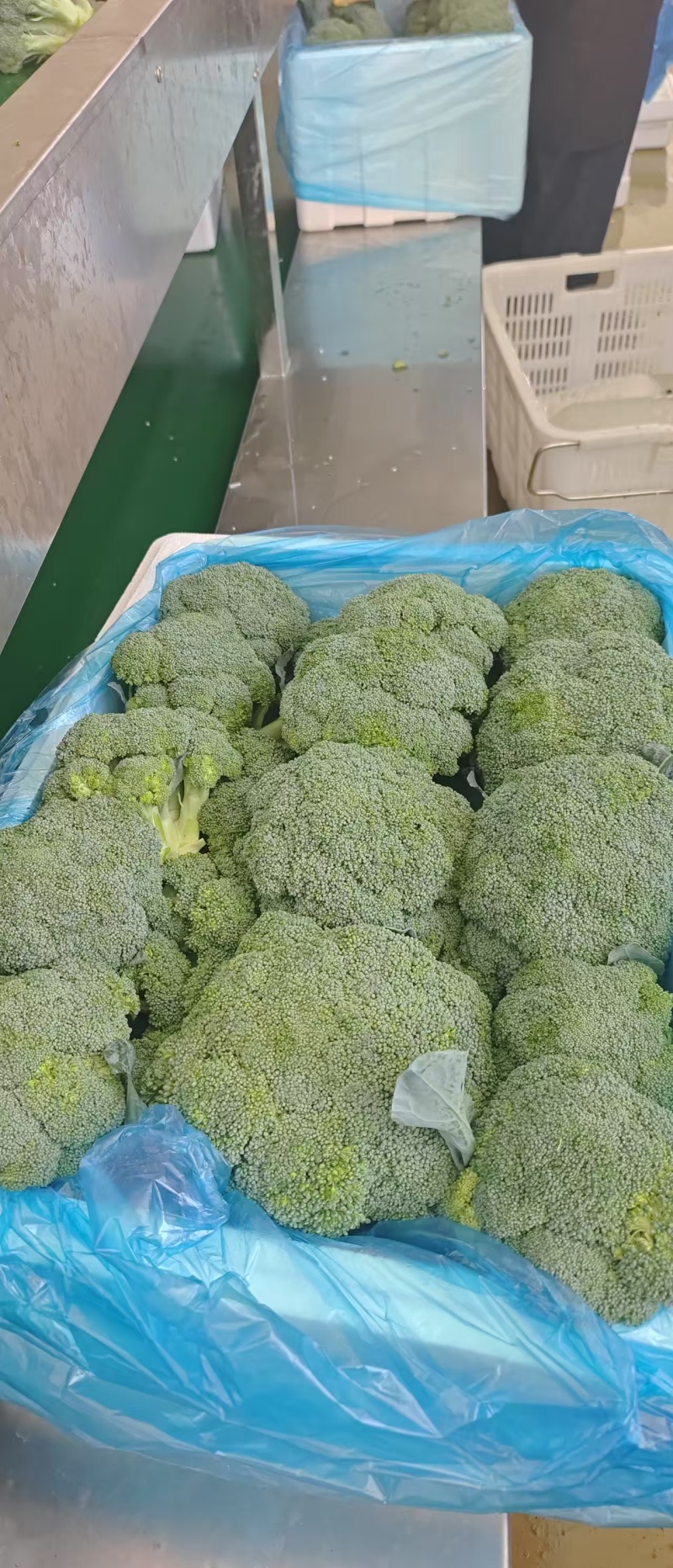 精品西兰花大量供应，全国发货，品质保证，可视频看货，量大