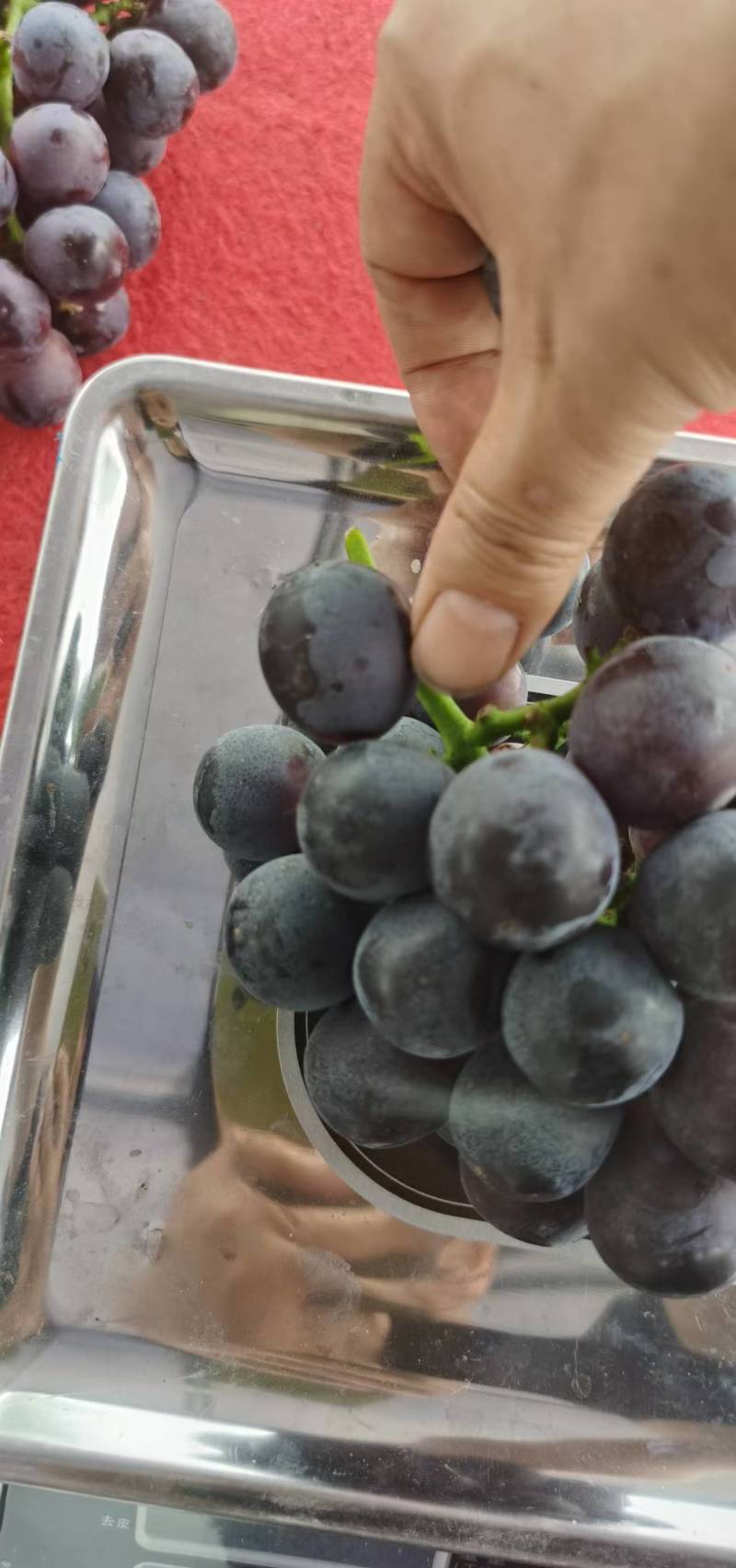 夏黑大量上市，有50亩地，先日产5000斤。车可直接开到