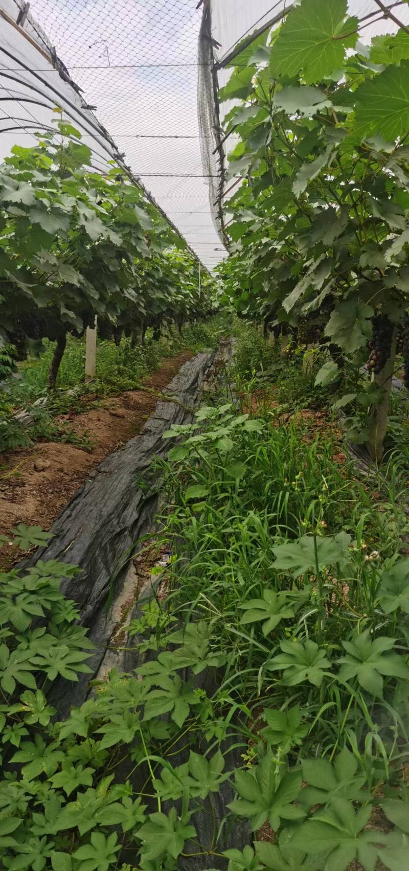 夏黑大量上市，有50亩地，先日产5000斤。车可直接开到