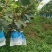 夏黑大量上市，有50亩地，先日产5000斤。车可直接开到