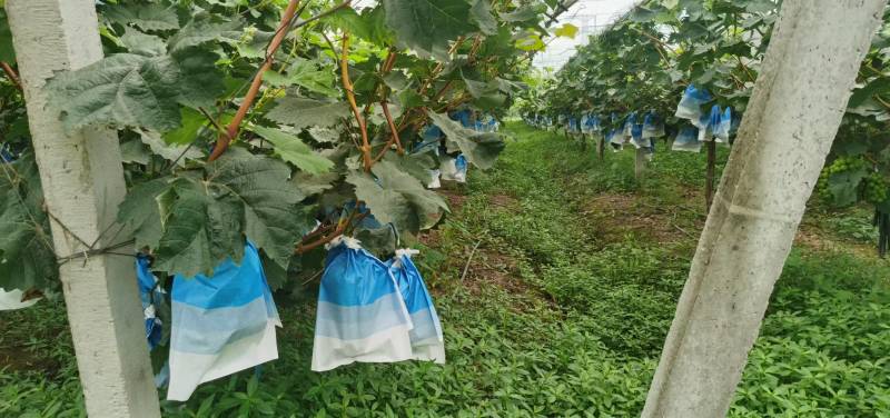 夏黑大量上市，有50亩地，先日产5000斤。车可直接开到