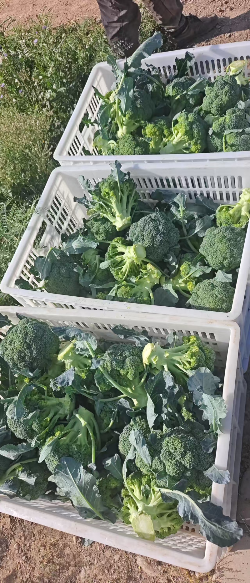 精品西兰花大量供应，全国发货，品质保证，可视频看货，量大