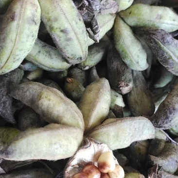 牡丹当年新货牡丹角白花单片花瓣牡丹角鲜货牡丹根