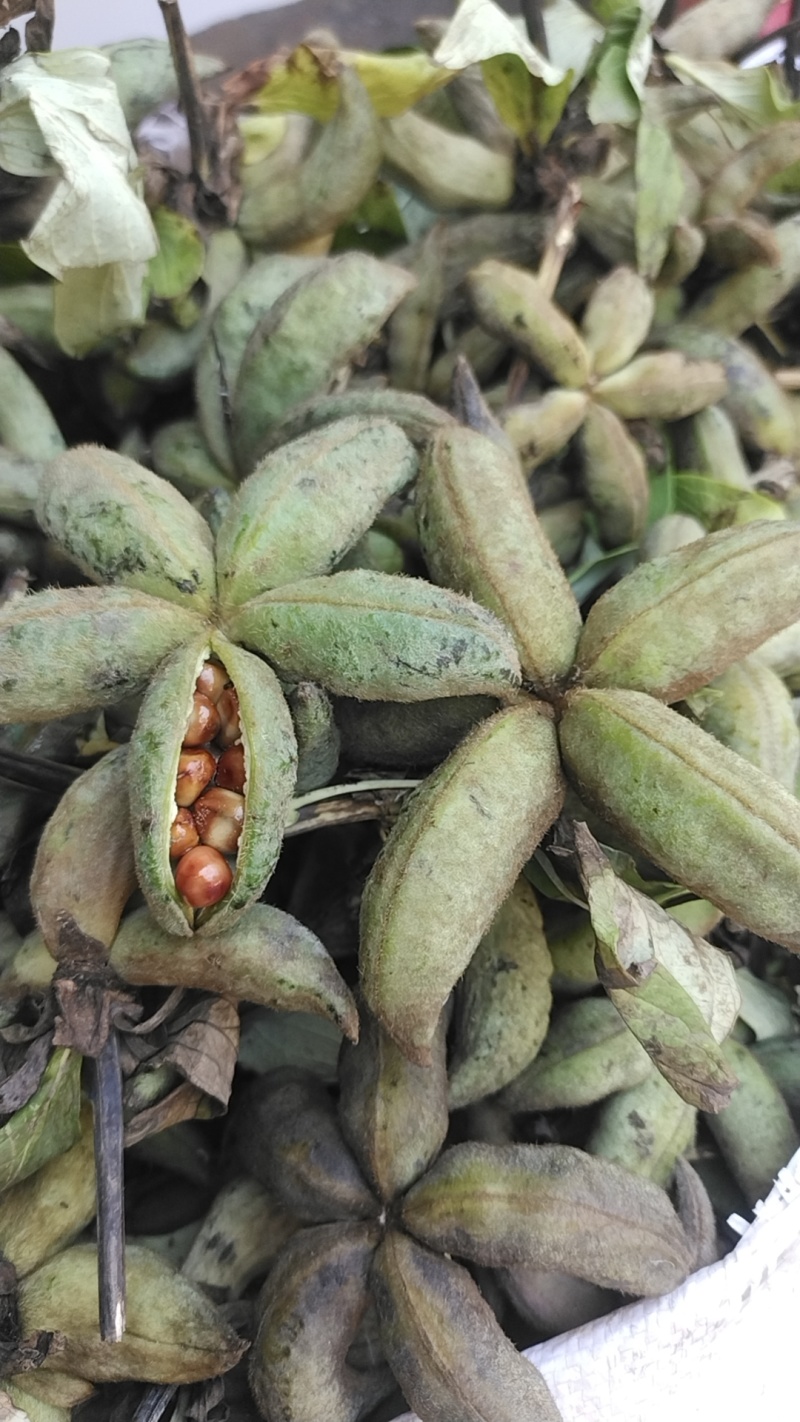 牡丹当年新货牡丹角白花单片花瓣牡丹角鲜货牡丹根