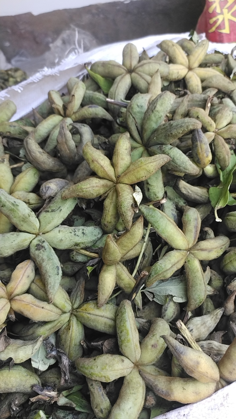 牡丹当年新货牡丹角白花单片花瓣牡丹角鲜货牡丹根
