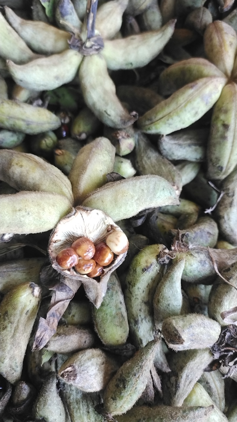 牡丹当年新货牡丹角白花单片花瓣牡丹角鲜货牡丹根