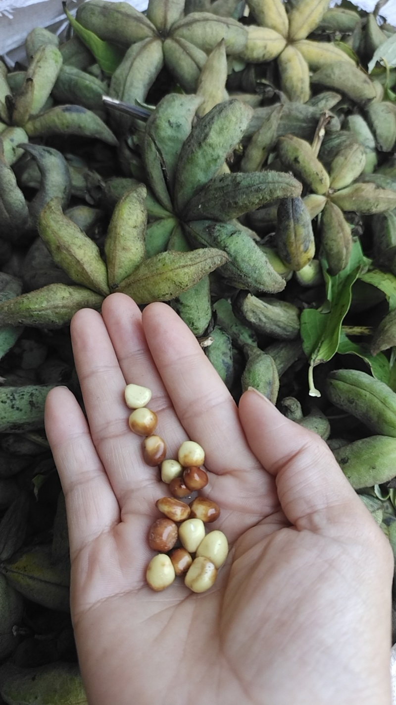 牡丹当年新货牡丹角白花单片花瓣牡丹角鲜货牡丹根