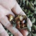 牡丹当年新货牡丹角白花单片花瓣牡丹角鲜货牡丹根