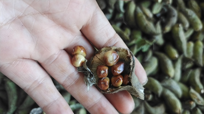 牡丹当年新货牡丹角白花单片花瓣牡丹角鲜货牡丹根