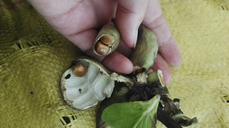牡丹当年新货牡丹角白花单片花瓣牡丹角鲜货牡丹根