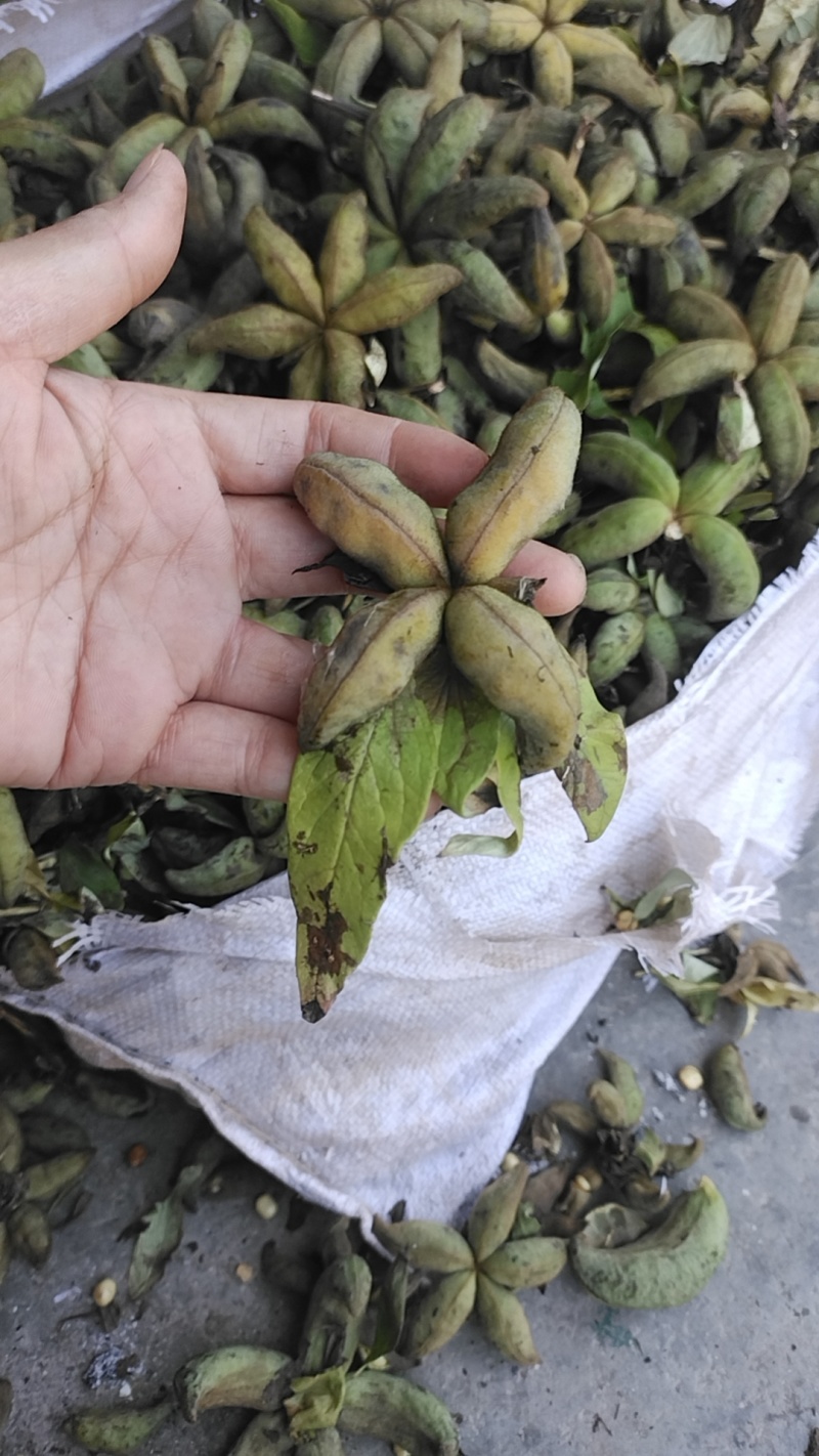 牡丹当年新货牡丹角白花单片花瓣牡丹角鲜货牡丹根