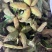 牡丹当年新货牡丹角白花单片花瓣牡丹角鲜货牡丹根