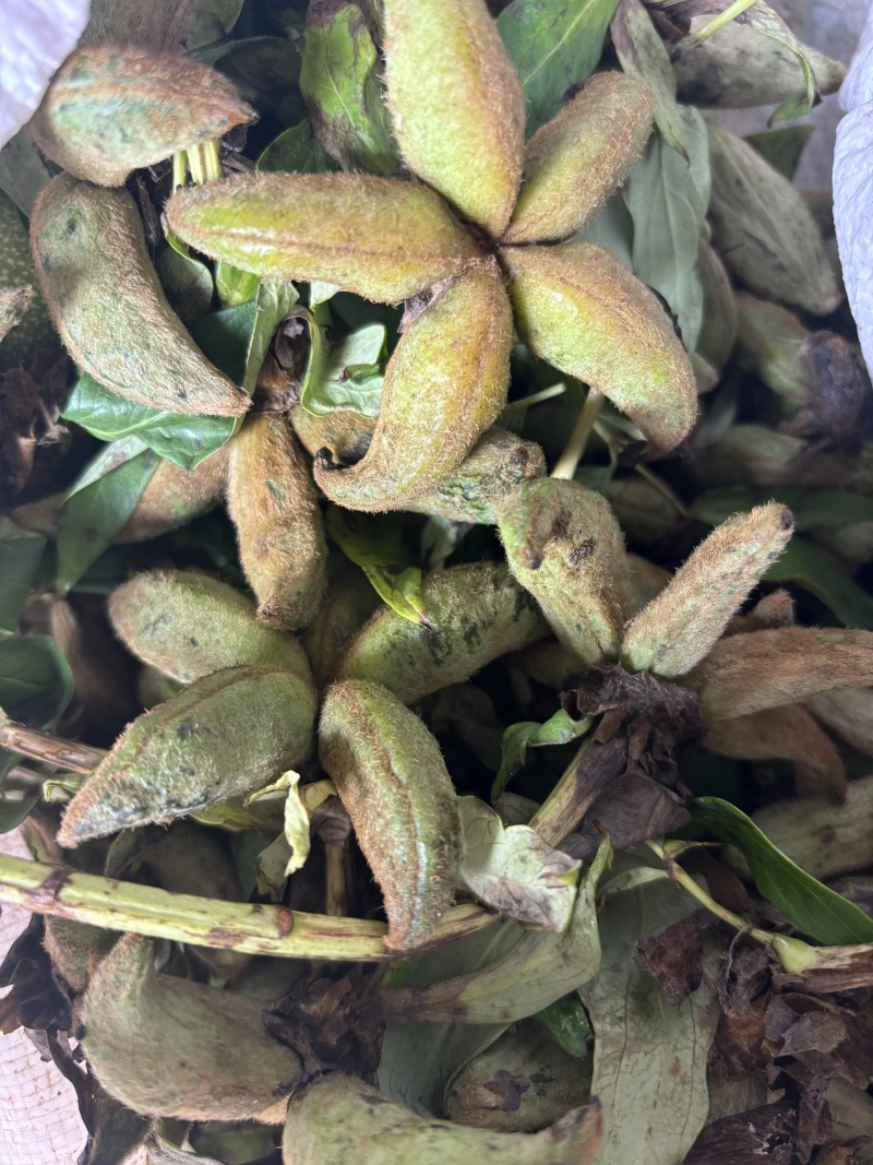 牡丹当年新货牡丹角白花单片花瓣牡丹角鲜货牡丹根