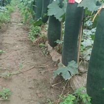 海南冬瓜吊冬瓜大吨位供应批发市场主要销售专业基地代办代收