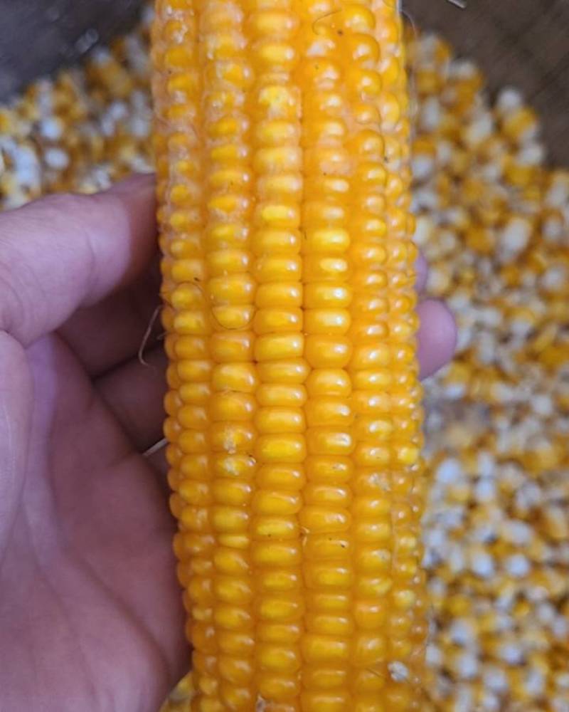 农户自产自销玉米粒
