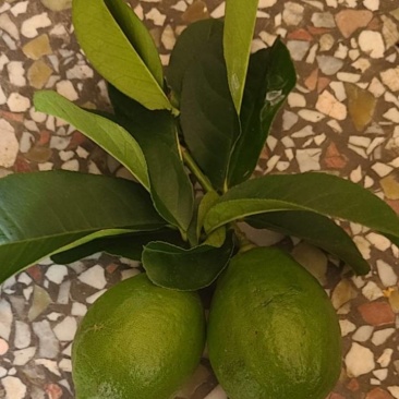 香水柠檬