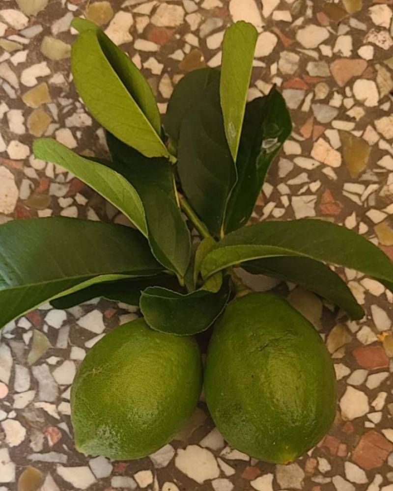 香水柠檬