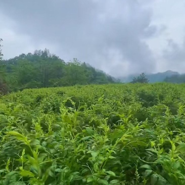 恩施来凤藤茶
