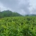 恩施来凤藤茶