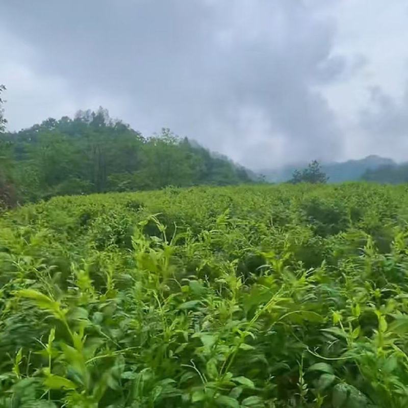 恩施来凤藤茶