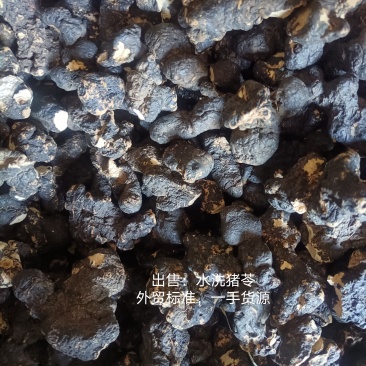产地陕西高含量猪苓