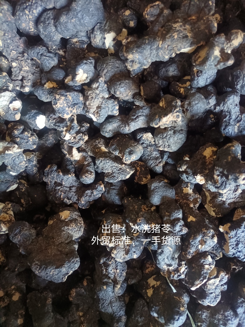 产地陕西高含量猪苓