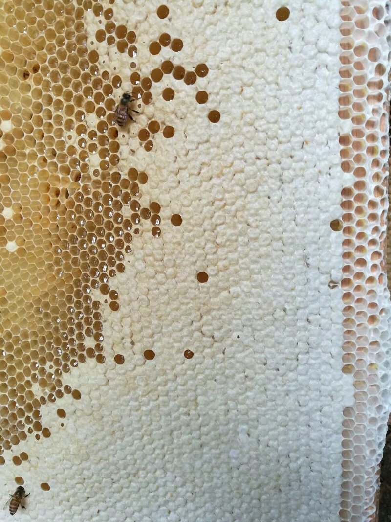 中华土蜂蜜货源充足