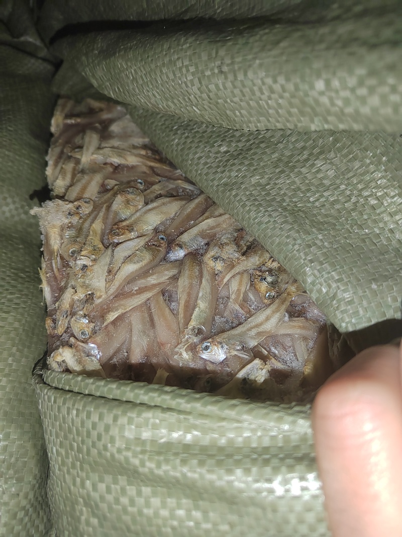 饲料鱼，白帆鱼，小公鱼