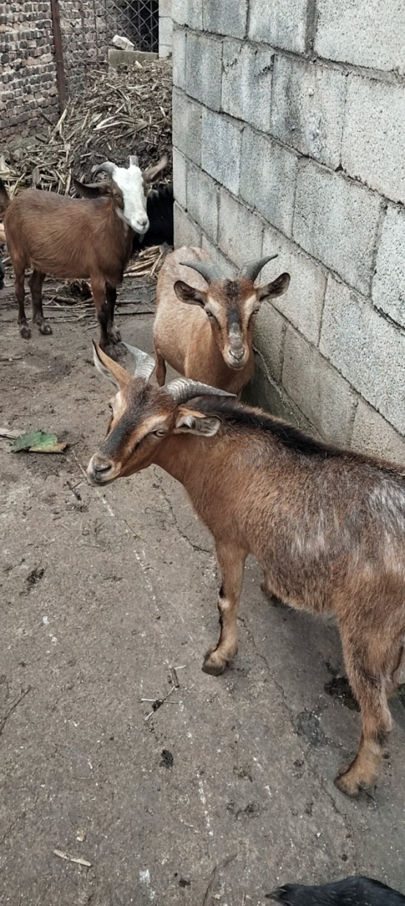 土山羊