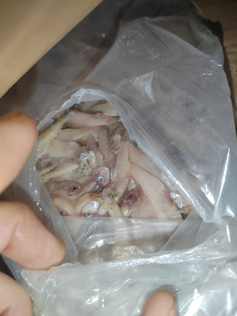 饲料鱼，白帆鱼，公鱼