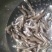 饲料鱼，白帆鱼，公鱼