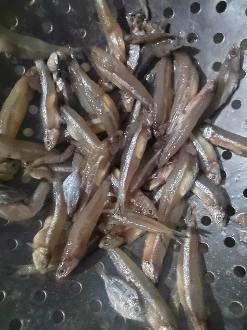 饲料鱼，白帆鱼，公鱼