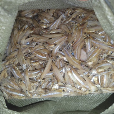 饲料鱼，白帆鱼，公鱼