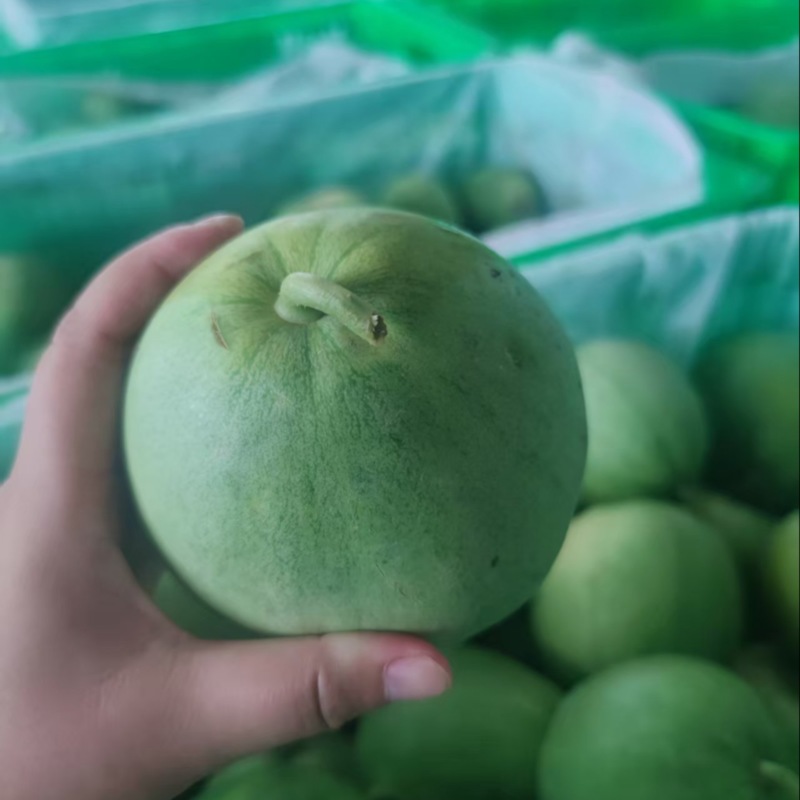 绿宝甜瓜