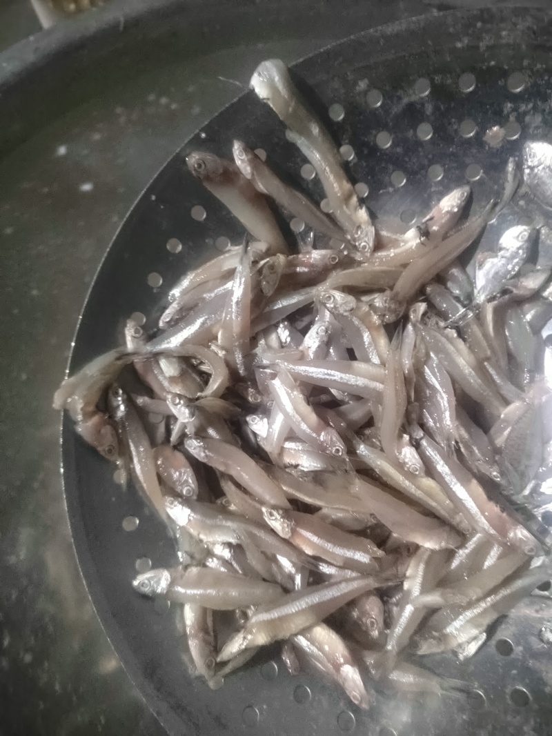 饲料鱼，白帆鱼，公鱼