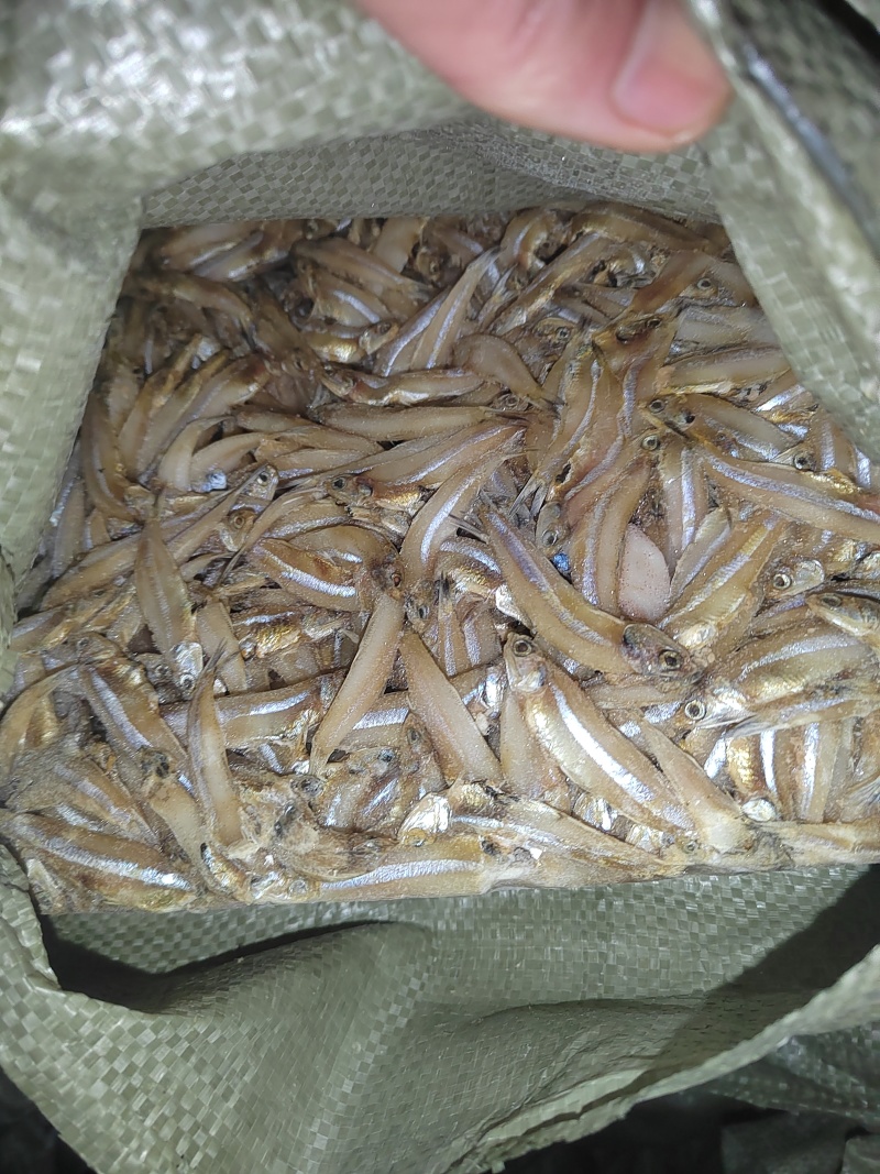 饲料鱼，白帆鱼，公鱼