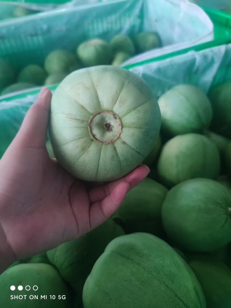 绿宝甜瓜