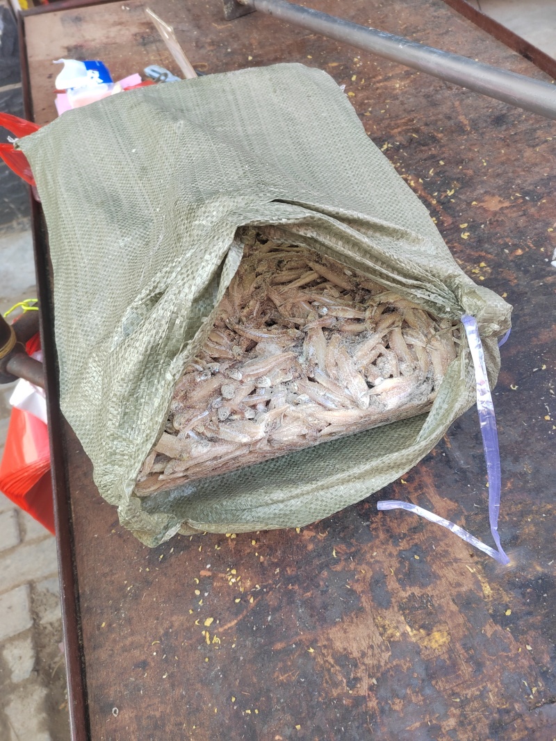 饲料鱼，白帆鱼，公鱼