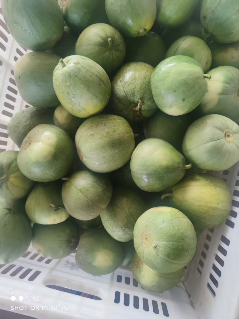 绿宝甜瓜