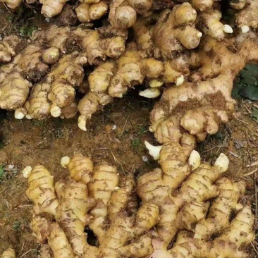 现挖黄姜本地黄姜老黄姜生姜新鲜现挖老姜母月子姜土姜白姜