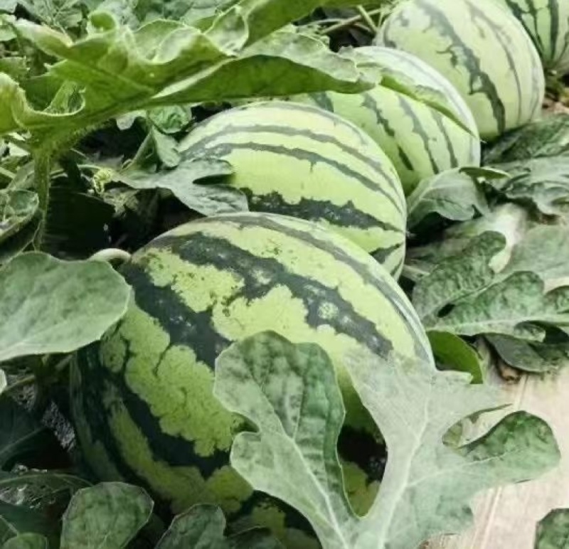 麒麟西瓜，量大从优，供应各大商超，全国发货