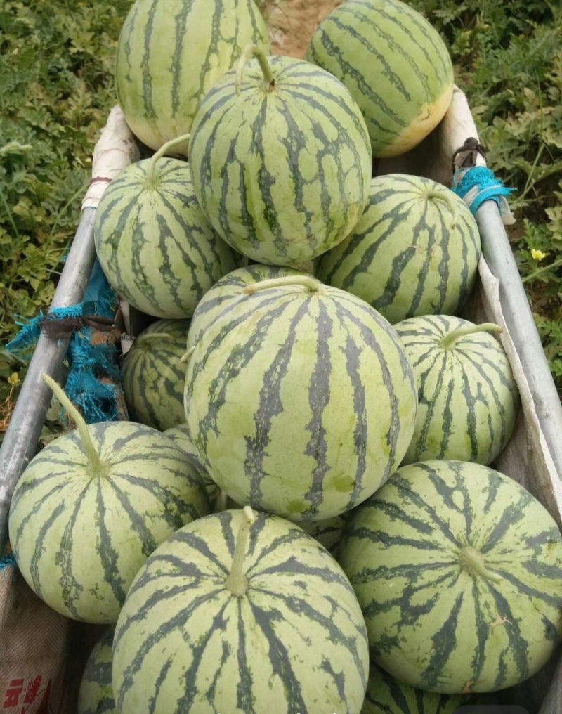 麒麟西瓜，量大从优，供应各大商超，全国发货